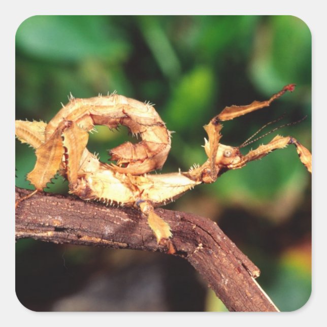 Pegatina Cuadrada Espectador de Macleay (insecto Spiney Stick), (Anverso)