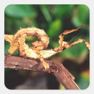 Pegatina Cuadrada Espectador de Macleay (insecto Spiney Stick),