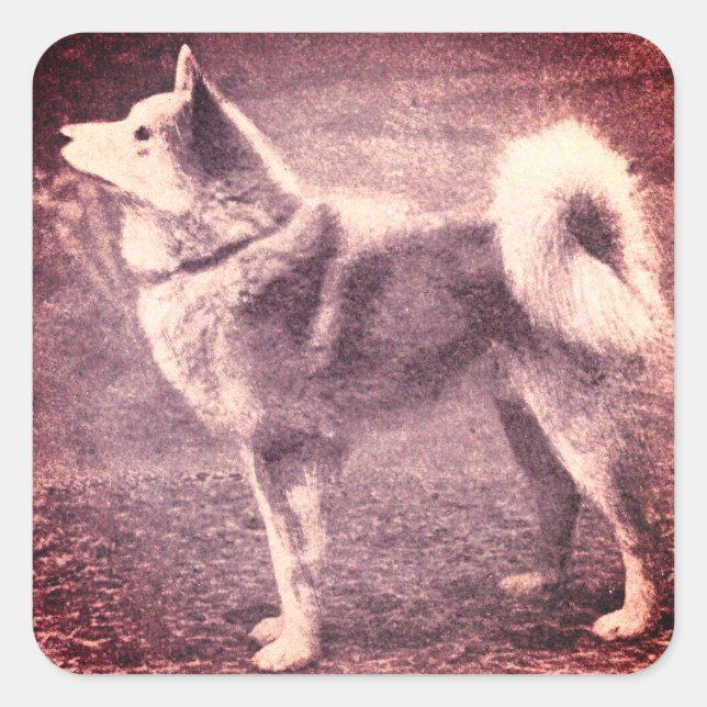 Pegatina Cuadrada Espitz finlandés - foto vintage (Anverso)