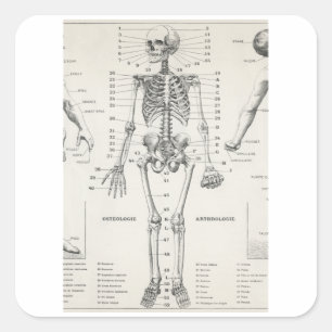Pegatina Cuadrada Esqueleto corporal completo - Anatomía vendimiosa