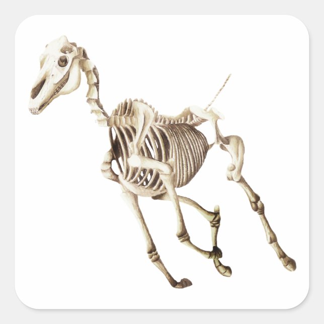 Pegatina Cuadrada Esqueleto de caballo en marcha (Anverso)