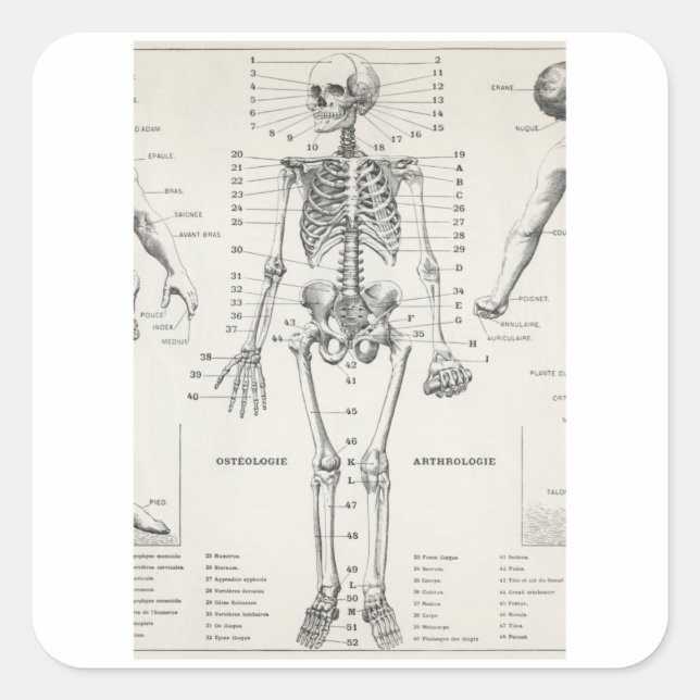 Pegatina Cuadrada Esqueleto de cuerpo completo - Anatomía de vintage (Anverso)