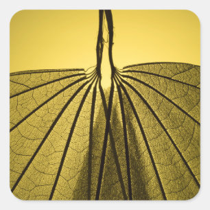 Pegatina Cuadrada Esqueleto de hojas