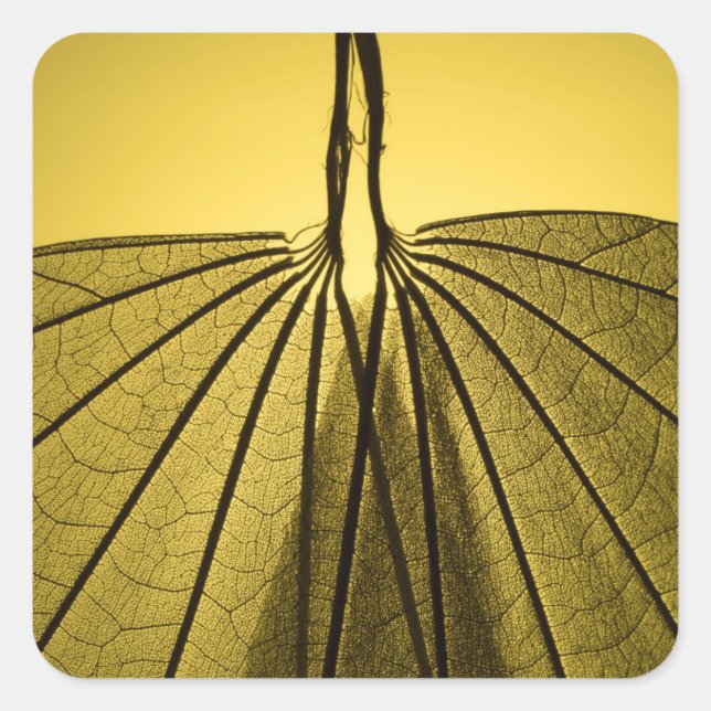 Pegatina Cuadrada Esqueleto de hojas (Anverso)