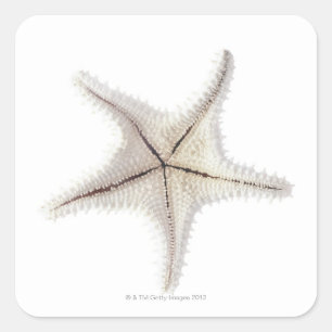 Pegatina Cuadrada Esqueleto de las estrellas de mar, primer