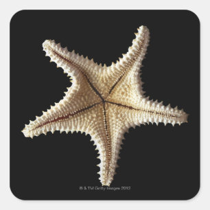 Pegatina Cuadrada Esqueleto de Starfish, primer plano 2