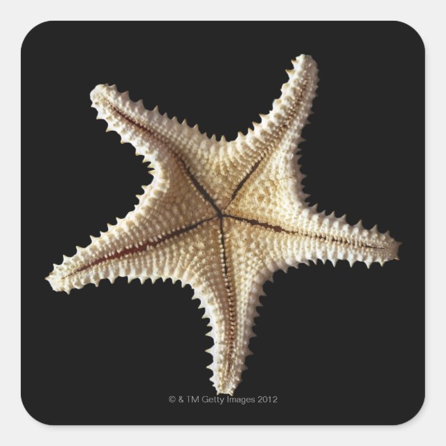 Pegatina Cuadrada Esqueleto de Starfish, primer plano 2 (Anverso)