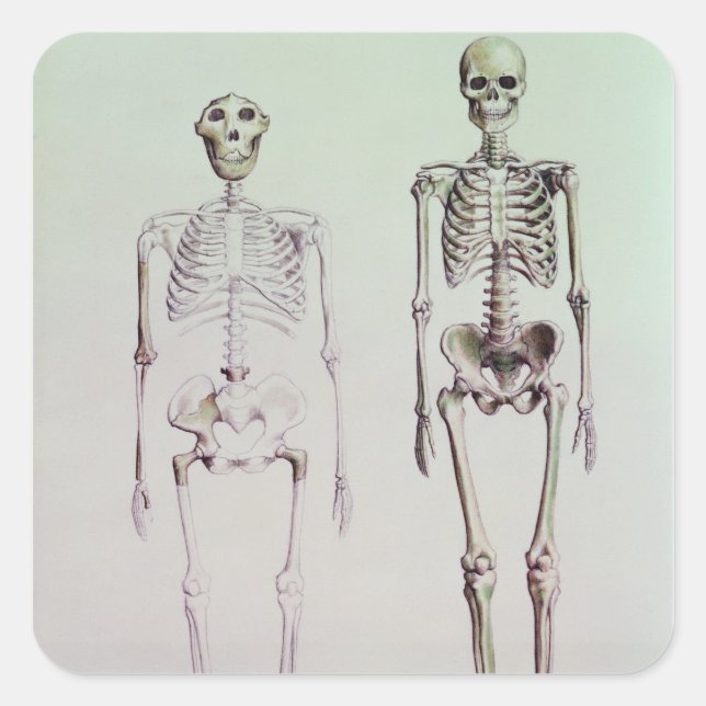 Pegatina Cuadrada Esqueletos de Australopithecus Boisei (Anverso)