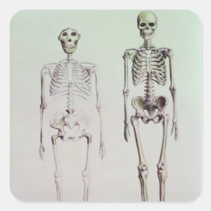 Pegatina Cuadrada Esqueletos del australopiteco Boisei