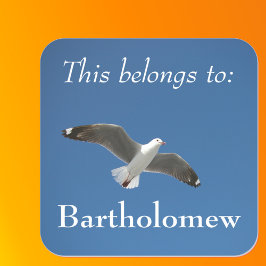 Pegatina Cuadrada Esta Pertenece A La Foto De Gaviota De Cielo Azul