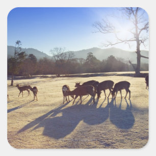 Pegatina Cuadrada Estacionamiento de ciervos en Nara, prefectura de 