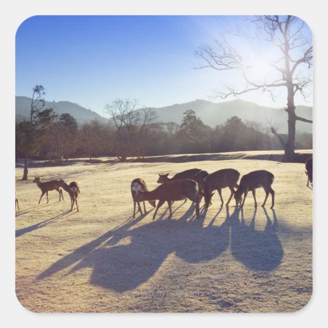 Pegatina Cuadrada Estacionamiento de ciervos en Nara, prefectura de  (Anverso)
