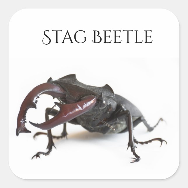 Pegatina Cuadrada Estadio (Anverso)