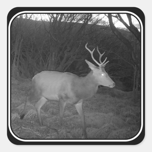 Pegatina Cuadrada Estadio de ciervos rojos al atardecer (Anverso)