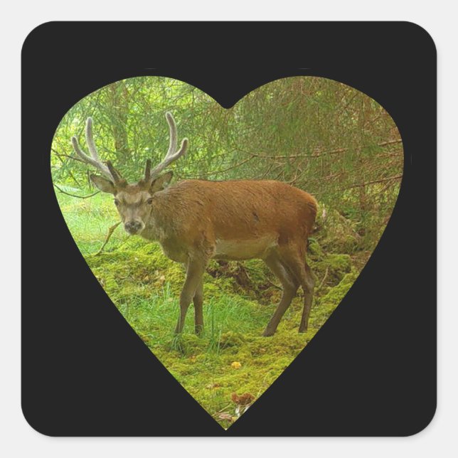 Pegatina Cuadrada Estadio de ciervos rojos cauteloso (Anverso)