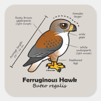 Pegatina Cuadrada Estadísticas de halcones Ferruginosos