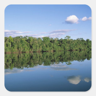 Pegatina Cuadrada Estado de Mato Grosso, Amazonia, Brasil. Boscoso