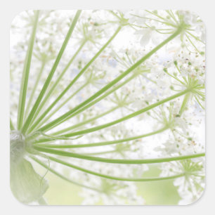 Pegatina Cuadrada Estados Unidos, Alaska, Parque Nacional Glacier Ba