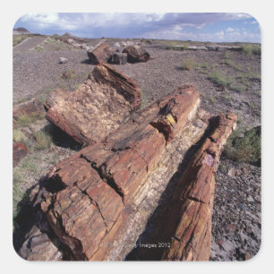 Pegatina Cuadrada Estados Unidos, Arizona, Parque Nacional del Bosqu