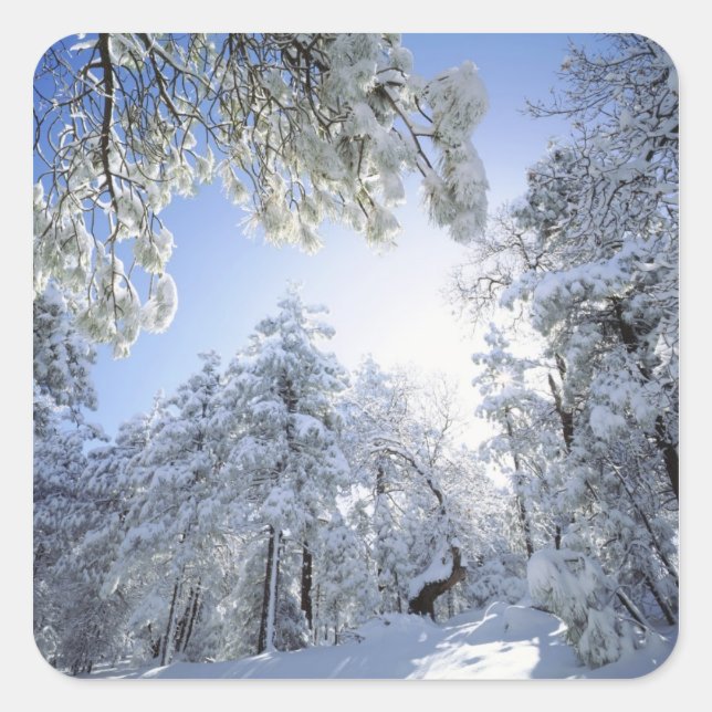 Pegatina Cuadrada Estados Unidos, California, Bosque Nacional Clevel (Anverso)