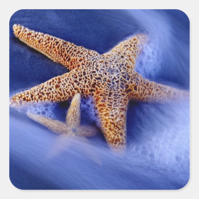 Pegatina Cuadrada Estados Unidos, Carolina del Sur, isla Hilton Head (Anverso)