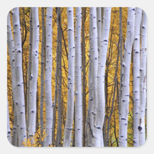 Pegatina Cuadrada Estados Unidos, Colorado, Montañas Rocosas.  Esce