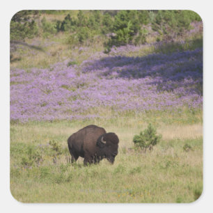 Pegatina Cuadrada Estados Unidos, Dakota del Sur, bisonte estadounid