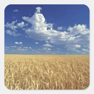 Pegatina Cuadrada Estados Unidos, Estado de Washington, Colfax. Trig