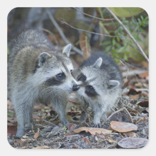 Pegatina Cuadrada Estados Unidos, Florida, Sanibel, Ding Darling Nat
