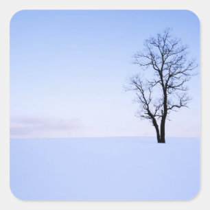 Pegatina Cuadrada Estados Unidos, Virginia, Condado de Page, Locust 