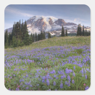 Pegatina Cuadrada Estados Unidos, Washington, Monte Rainier NP, Mont