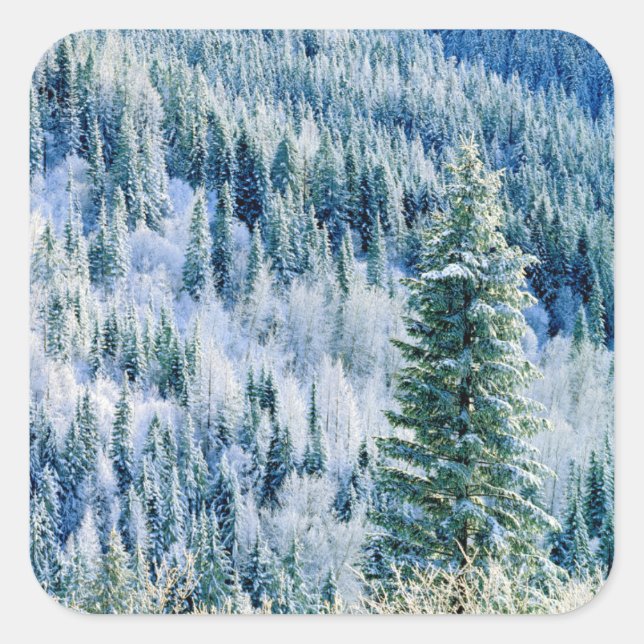 Pegatina Cuadrada Estados Unidos, Washington, Parque Estatal Mt. Spo (Anverso)