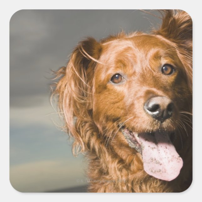Pegatina Cuadrada Este perro es parte del recuperador de oro. (Anverso)