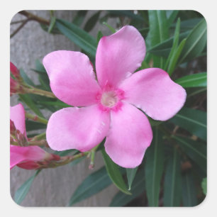 Pegatina Cuadrada Estikers (20) piezas cuadradas