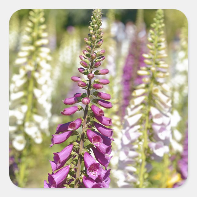 Pegatina Cuadrada Estopa púrpura (Anverso)