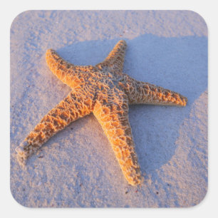 Pegatina Cuadrada Estrellas de mar en la arena blanca