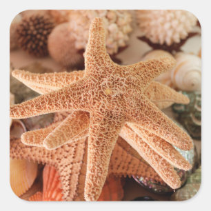 Pegatina Cuadrada Estrellas de mar secas vendidas como souvenirs