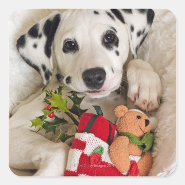 Pegatina Cuadrada estudio (Anverso)