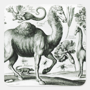 Pegatina Cuadrada Estudio de animales y flores, grabado