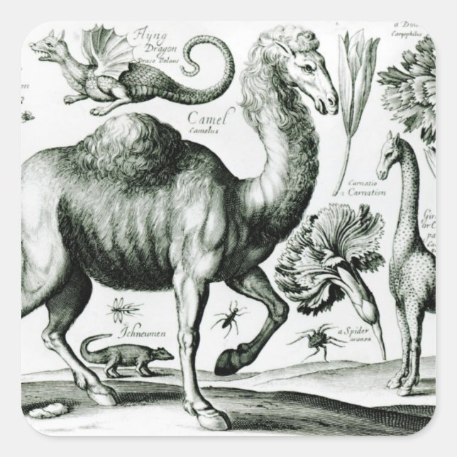 Pegatina Cuadrada Estudio de animales y flores, grabado (Anverso)