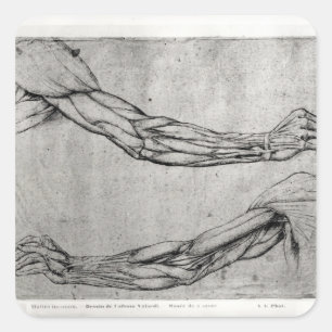 Pegatina Cuadrada Estudio de brazos