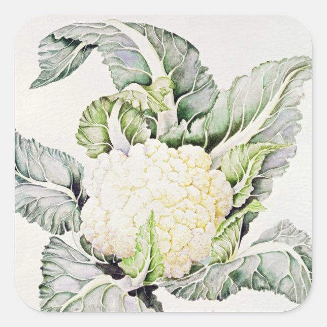 Pegatina Cuadrada Estudio de coliflor de 1993 (Anverso)