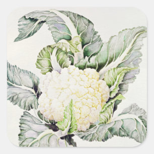 Pegatina Cuadrada Estudio de coliflor de 1993