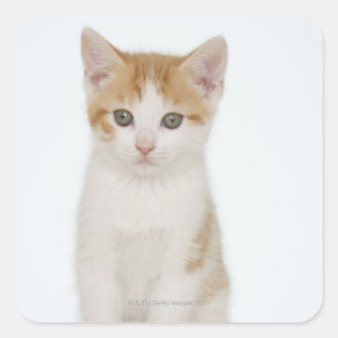 Pegatina Cuadrada Estudio tirado de gatito