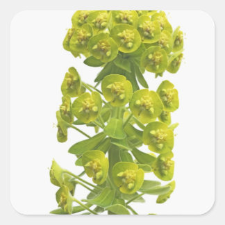 Pegatina Cuadrada Euphorbia