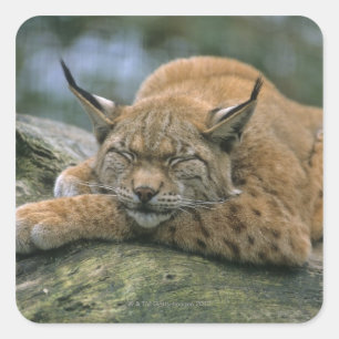 Pegatina Cuadrada Europ �_ischer Luchs, Eurasischer Luchs (Lynx)
