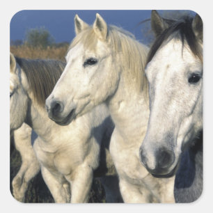 Pegatina Cuadrada Europa, Francia, Ile del Camargue. Camarga 3