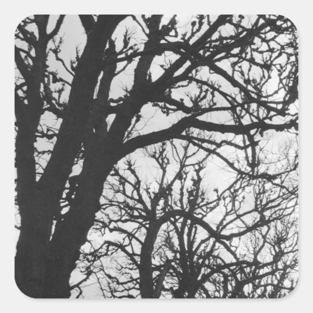 Pegatina Cuadrada Europa, Francia, París. Árboles de invierno, Marco (Anverso)