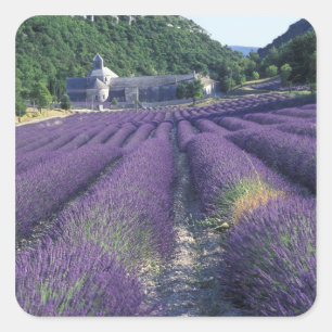 Pegatina Cuadrada Europa, Francia, Provenza. Campos de lavanda