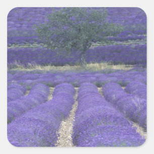Pegatina Cuadrada Europa, Francia, Provenza, Sault, Campos de lavand